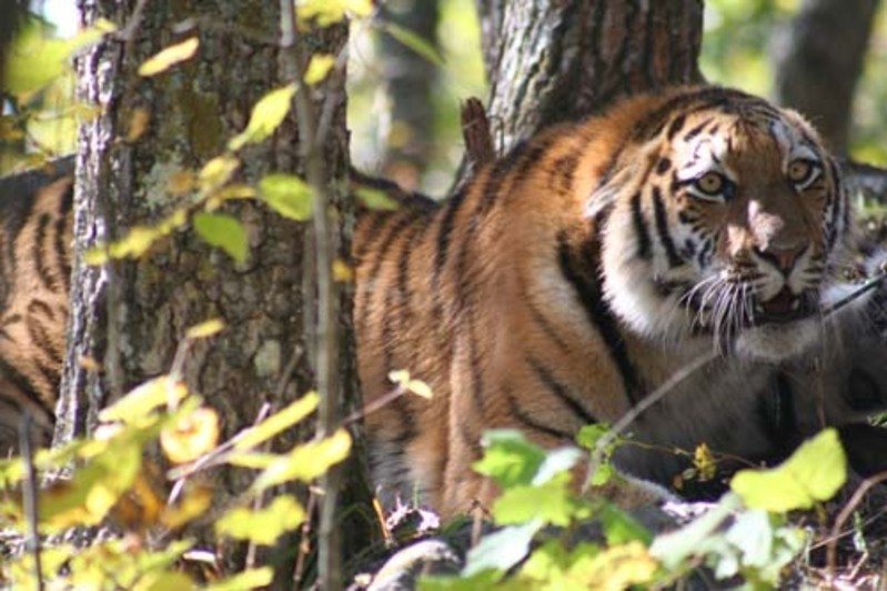 Тернейский район